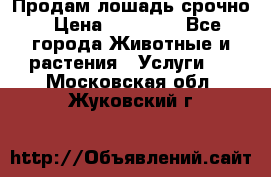 Продам лошадь срочно › Цена ­ 30 000 - Все города Животные и растения » Услуги   . Московская обл.,Жуковский г.